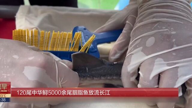 120尾中华鲟5000余尾胭脂鱼放流长江