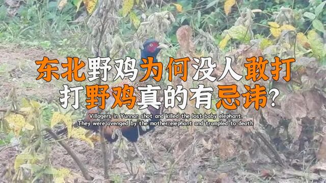 东北野鸡为何没人敢打,进家中偷粮也不驱赶,打野鸡有忌讳?