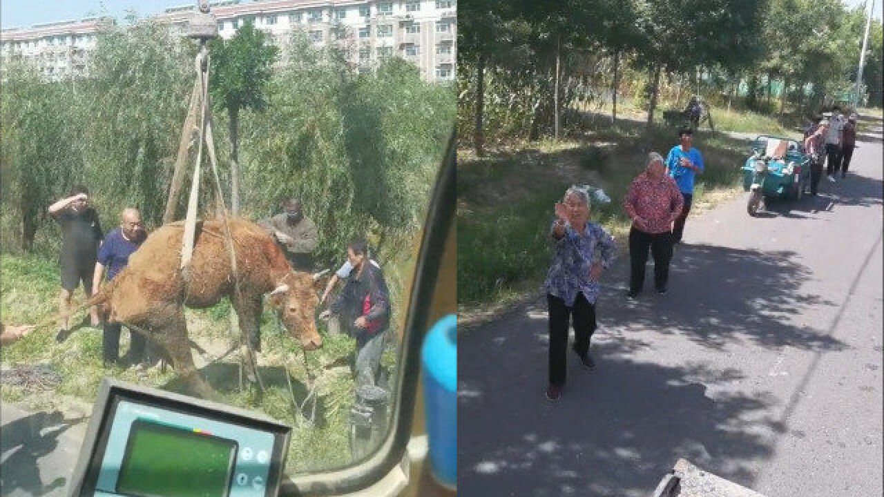 好样的!老人家里仅剩一头牛掉河里,路过吊车司机10分钟免费救起