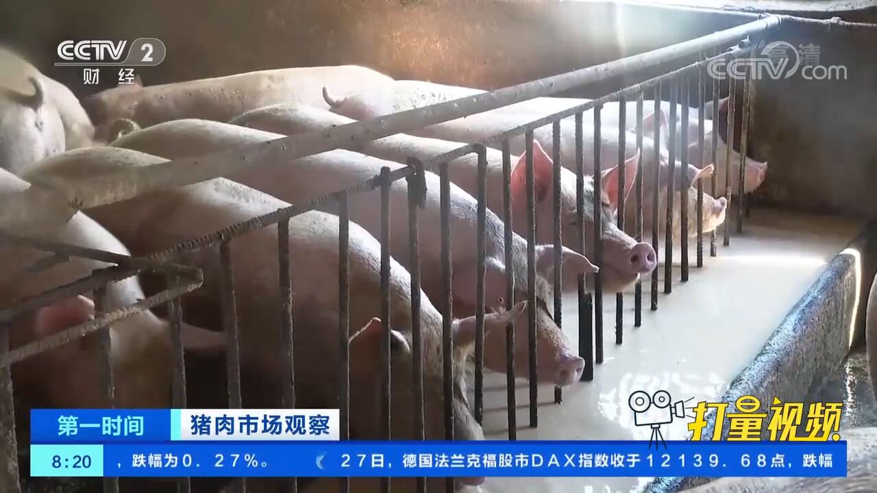 探访河南某生猪养殖场:生猪价格回升,养殖效益增加