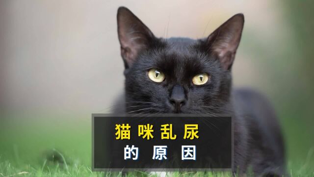 猫咪乱尿行为背后的原因,宠主不要忽视