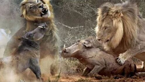 狮子与野猪的恐怖追逐-野猪能否逃脱狮子的魔爪，野生动物攻击！
