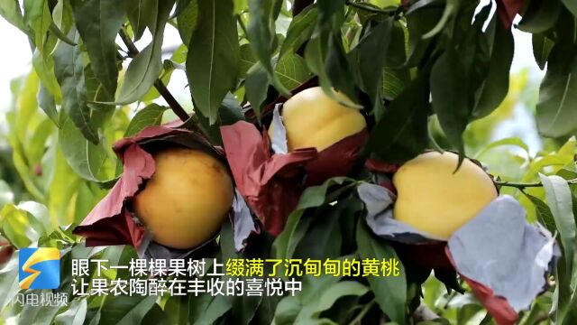 宁津:特色种植“好钱景” 打响特色水果金字招牌