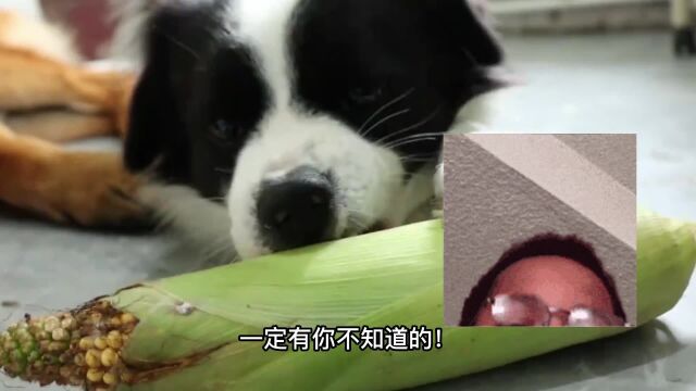 边牧最爱吃的6种食物,你都知道吗?