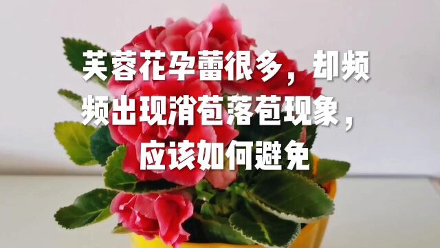 芙蓉花孕蕾很多,却频频出现消苞落苞现象,应该如何避免