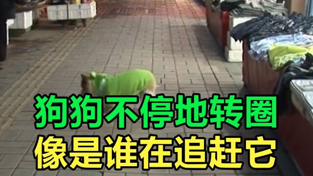 狗狗不停地转圈,好像有人在追赶它,很害怕的样子