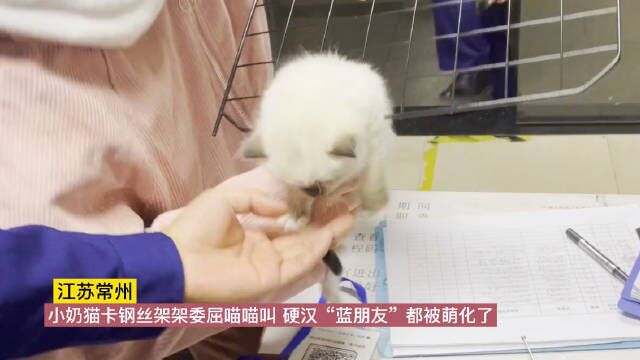 满月小奶猫想越狱身卡猫笼