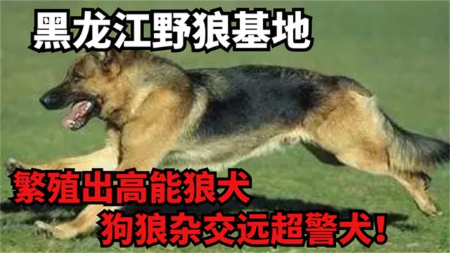 黑龙江野狼基地,繁殖出高能狼犬,狗狼杂交远超警犬!