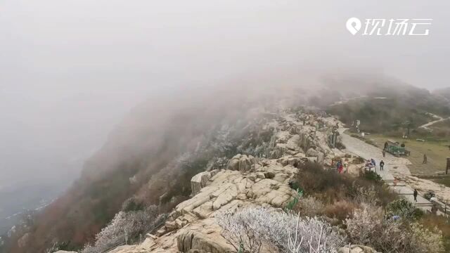 视频丨树挂冰晶山披玉衣 泰山之巅现雾凇美景