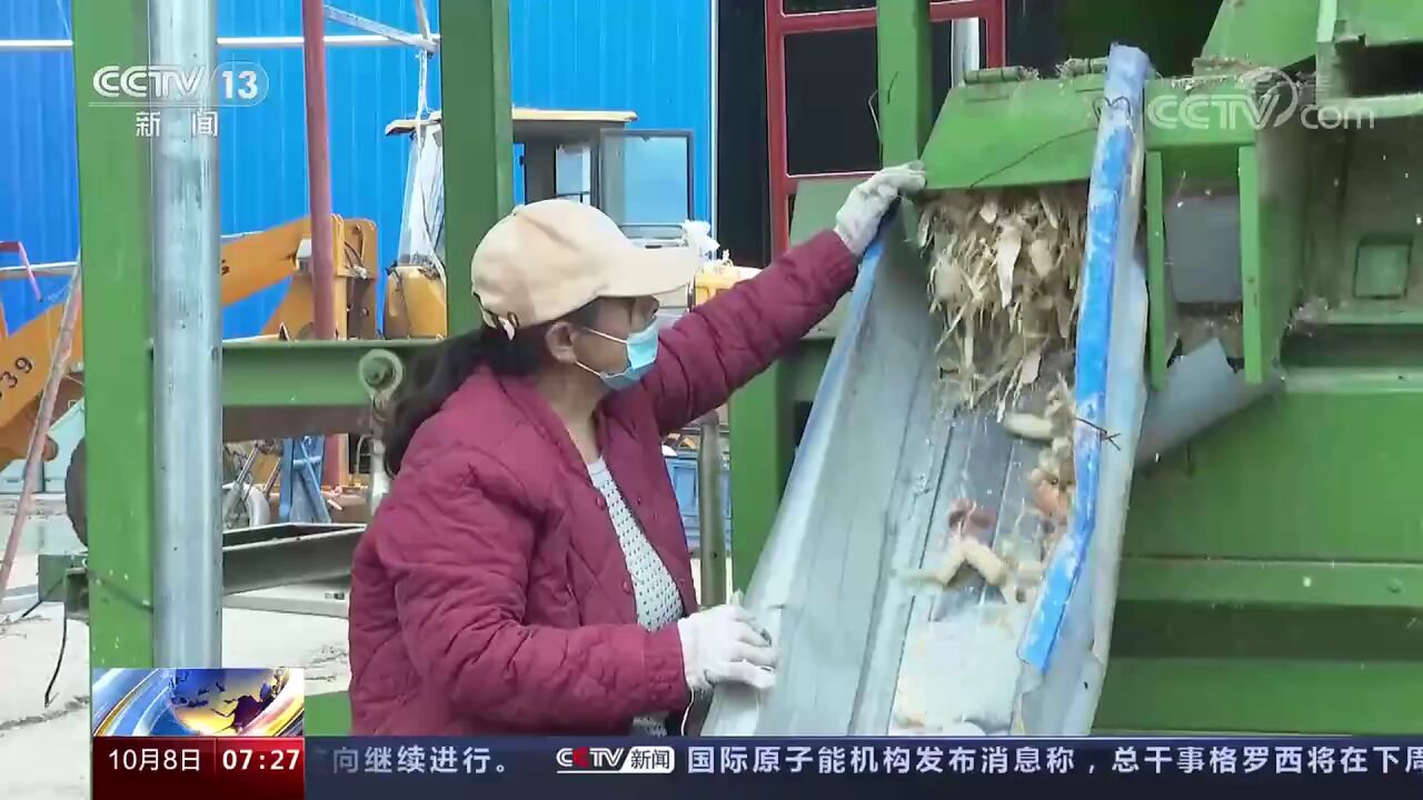 河南滑县 在希望的田野上 应对阴雨天气 加大玉米脱粒烘干服务力度