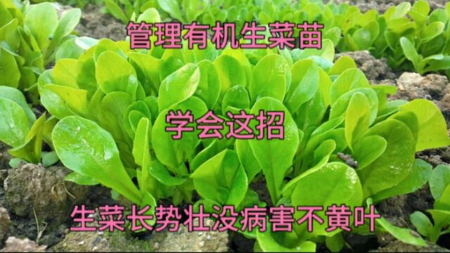 生菜什么时候移栽好?给它撒点东西,后期生菜长势壮没病害不黄叶