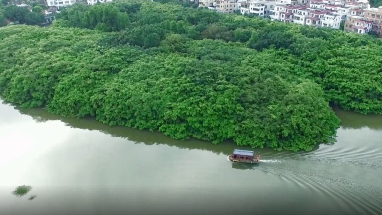 江门小鸟天堂观鸟赏景正当时,快来邂逅独特秋景