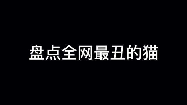 盘点全网最丑的猫