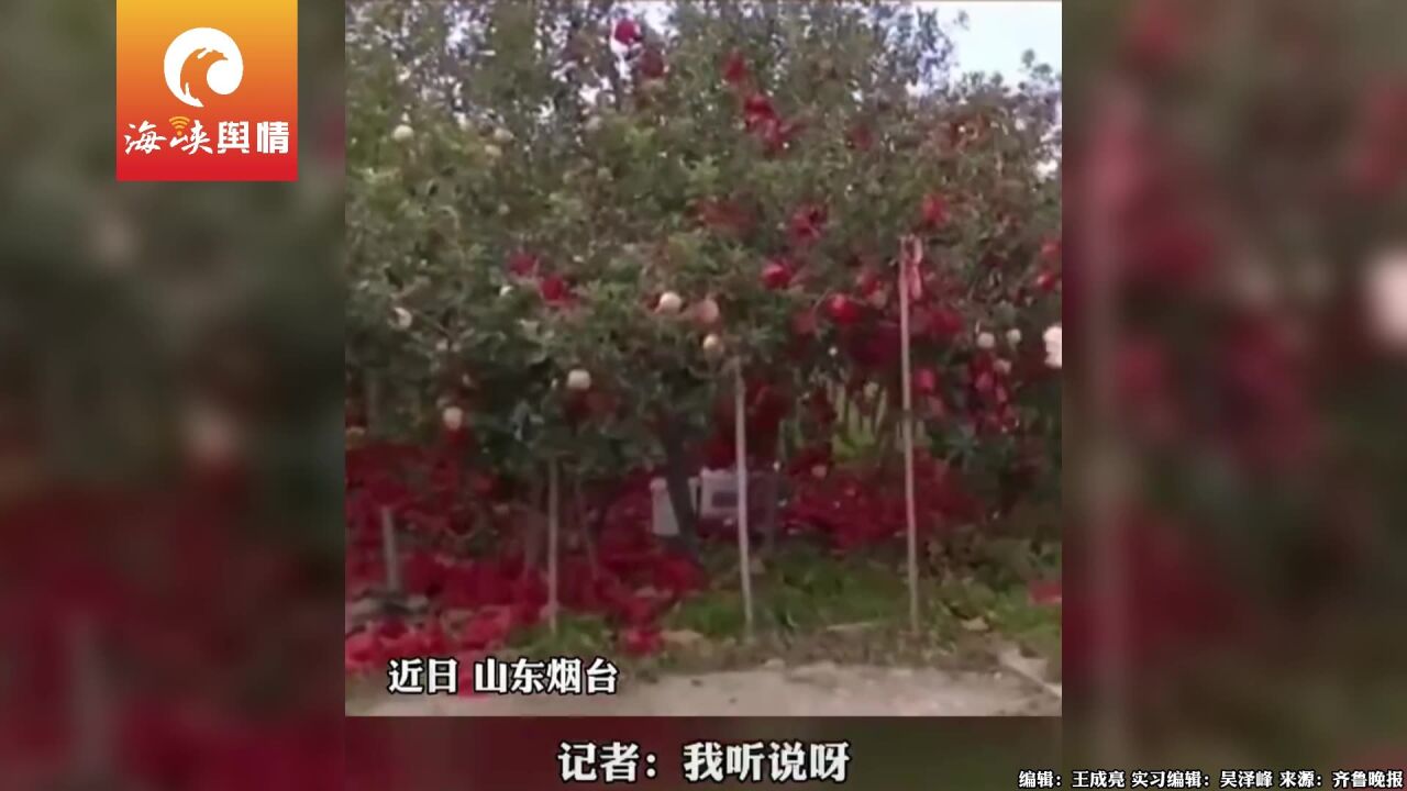 山东烟台138岁苹果树喜结硕果,拍卖价格高达1.8万每个