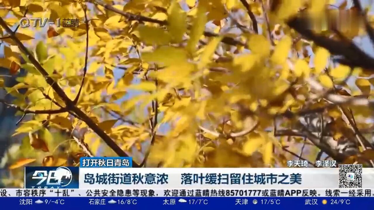 留住诗意秋景!在青岛,有一种美叫“落叶缓扫”