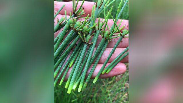 还有人不认识“节节草”,懂的人当宝一样,快了解下吧