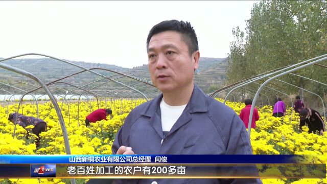 闻喜:菊花盛开秋意浓 农户采摘分外忙