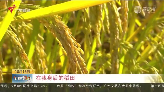 韶关武江区:“巨型稻”进入收割期 亩产可达1500斤