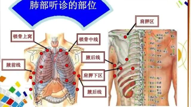 全科规培阶段三2.肺部听诊