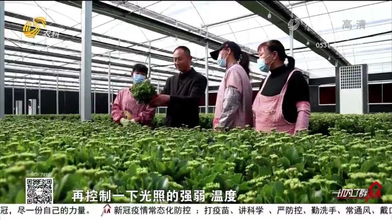 汶上发展特色花卉种业,年可繁育8000余万株,远销国内各大城市