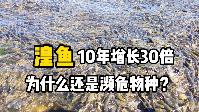 从3000吨到9.3万吨,青海湖湟鱼经历了什么,为啥还是濒危物种?