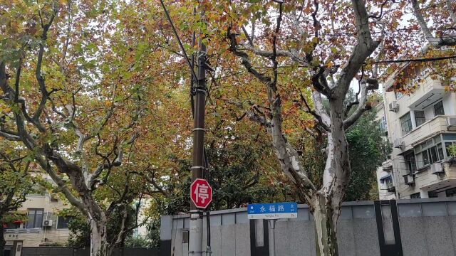 秋雨淅淅沥沥,落叶铺满街宛如彩色地毯 | 晨镜头ⷩ픩ƒ𝥯𛧧‹⑧