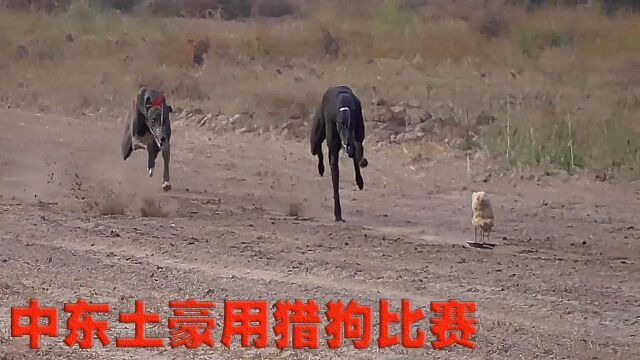 中东土豪的猎狗比赛,最后一只狗狗笑我肚子疼!