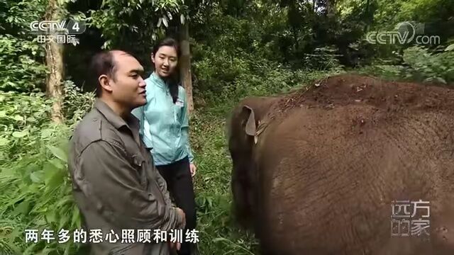 与象共舞