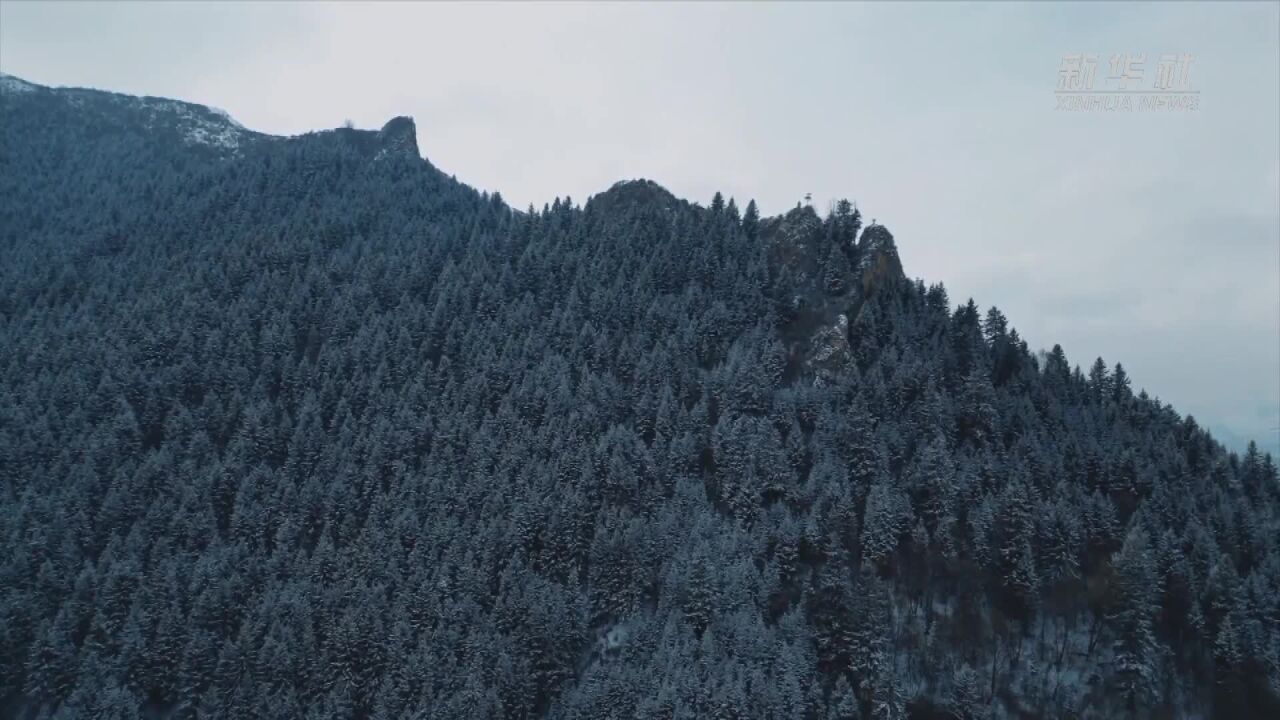 青海互助:雪后高原林场