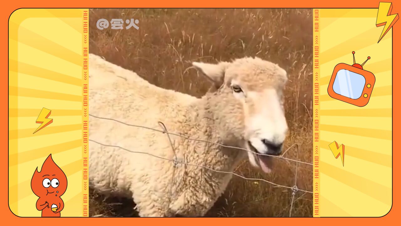 原来羊也分语种,不同国家的羊在一起交流是不是也会有沟通障碍呀