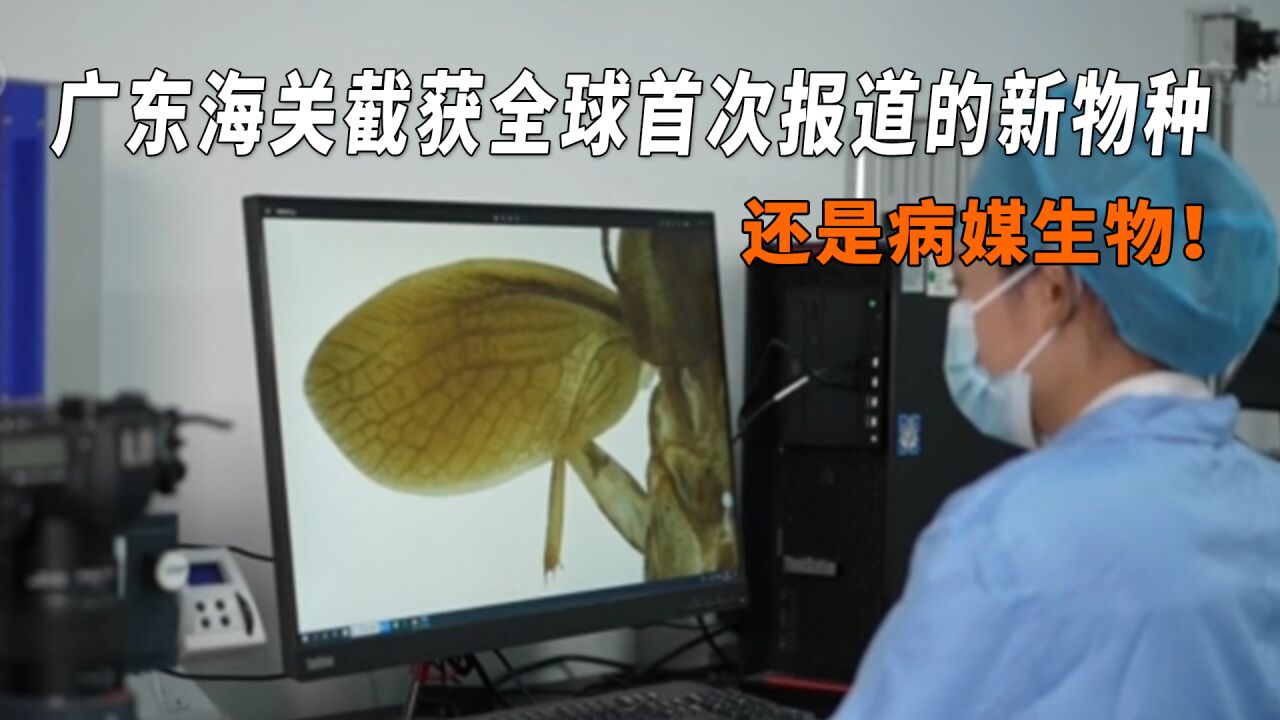 广东海关截获全球首次报道的新物种,还是病媒生物!