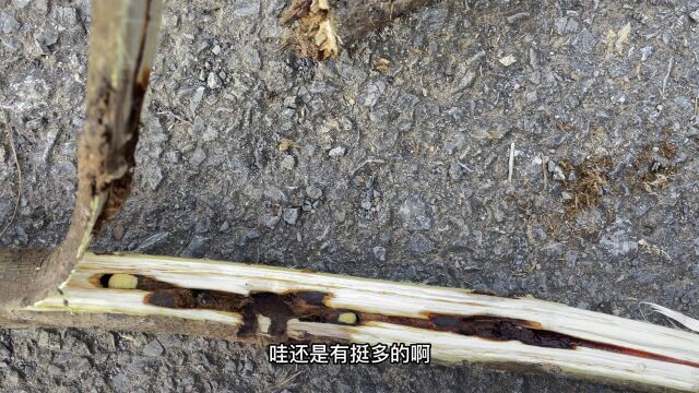 农村葛根泛滥成灾,葛根虫为何难找?农村小伙道出实情!