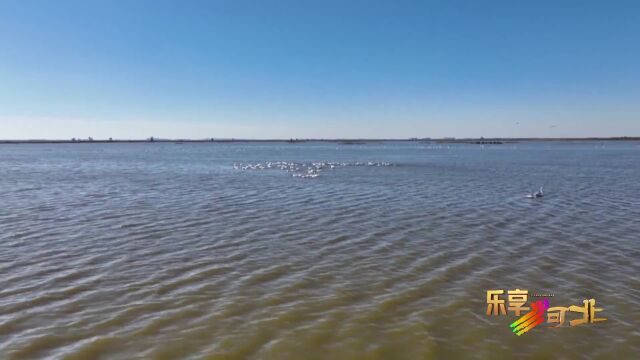 美丽河北|沧州南大港湿地:天鹅翩跹舞冬日