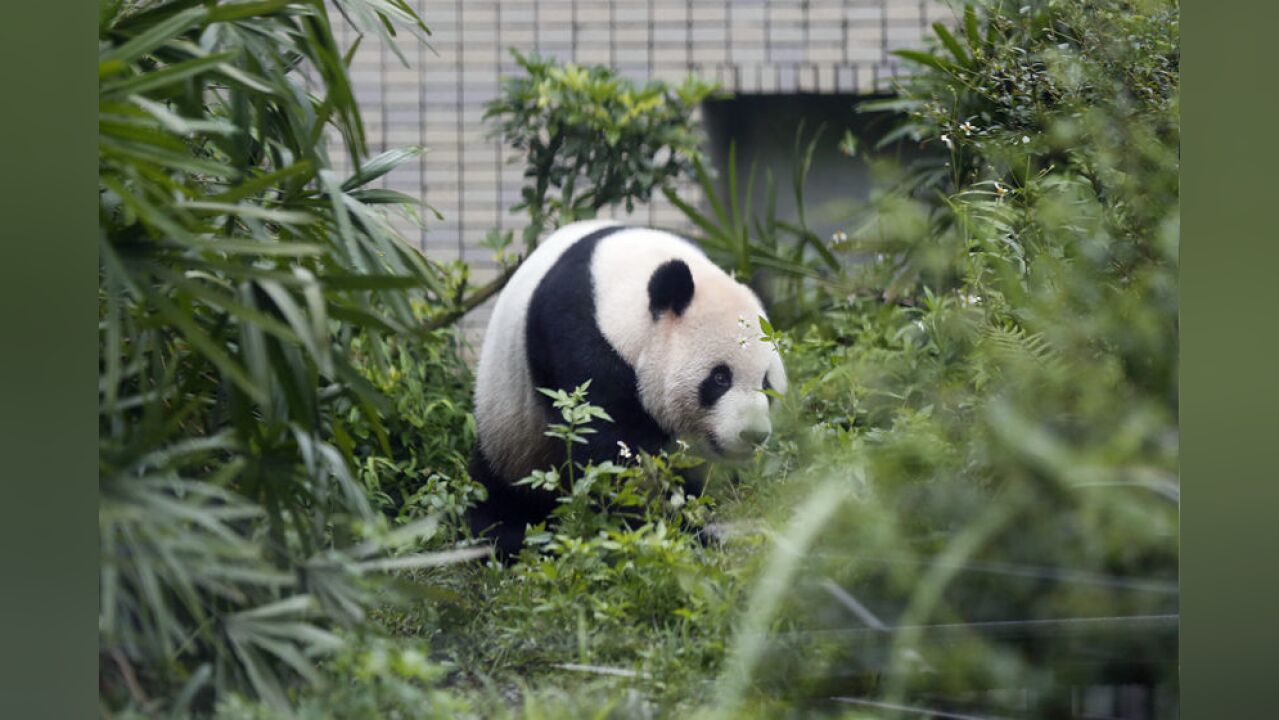 大熊猫团团已于11月19日完成解剖,园方:待病理报告完成再对外说明