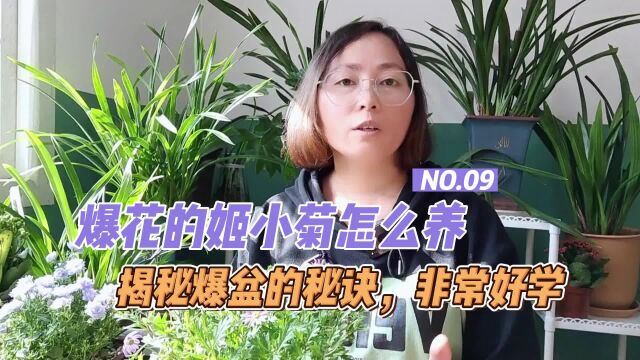 盆栽姬小菊怎么养护才能快速爆盆?看完你就懂了...