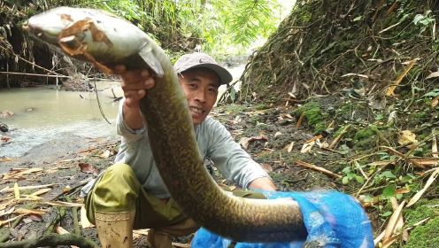 国外丛林深处抓硬货，据说这东西200多一斤，外形长得像鳗鱼黄鳝