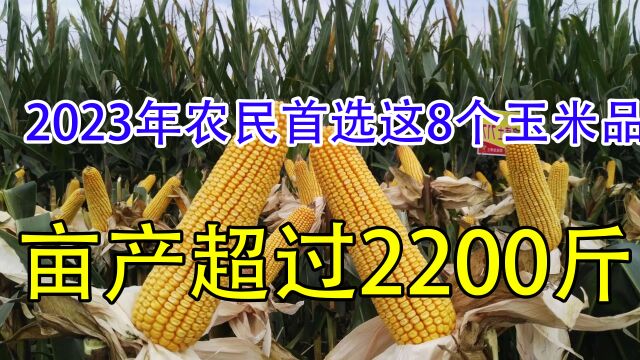 2023年首选这8个玉米高产品种,亩产都超2100斤,建议提前收藏