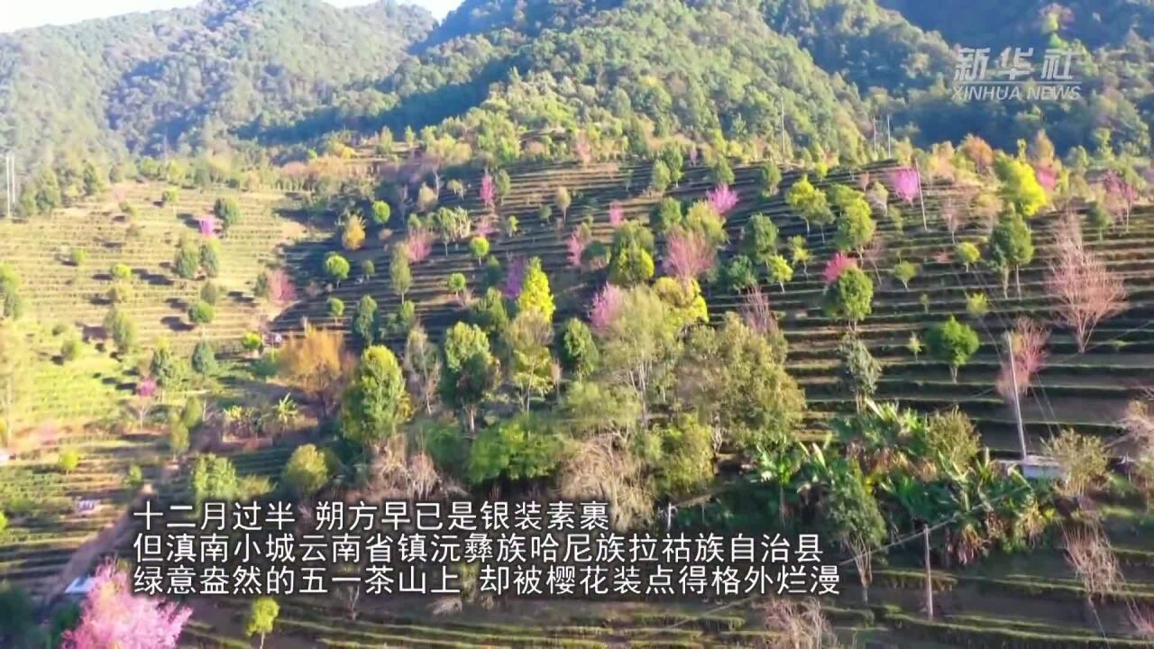 当樱花邂逅云南茶山:共赴这场冬日浪漫