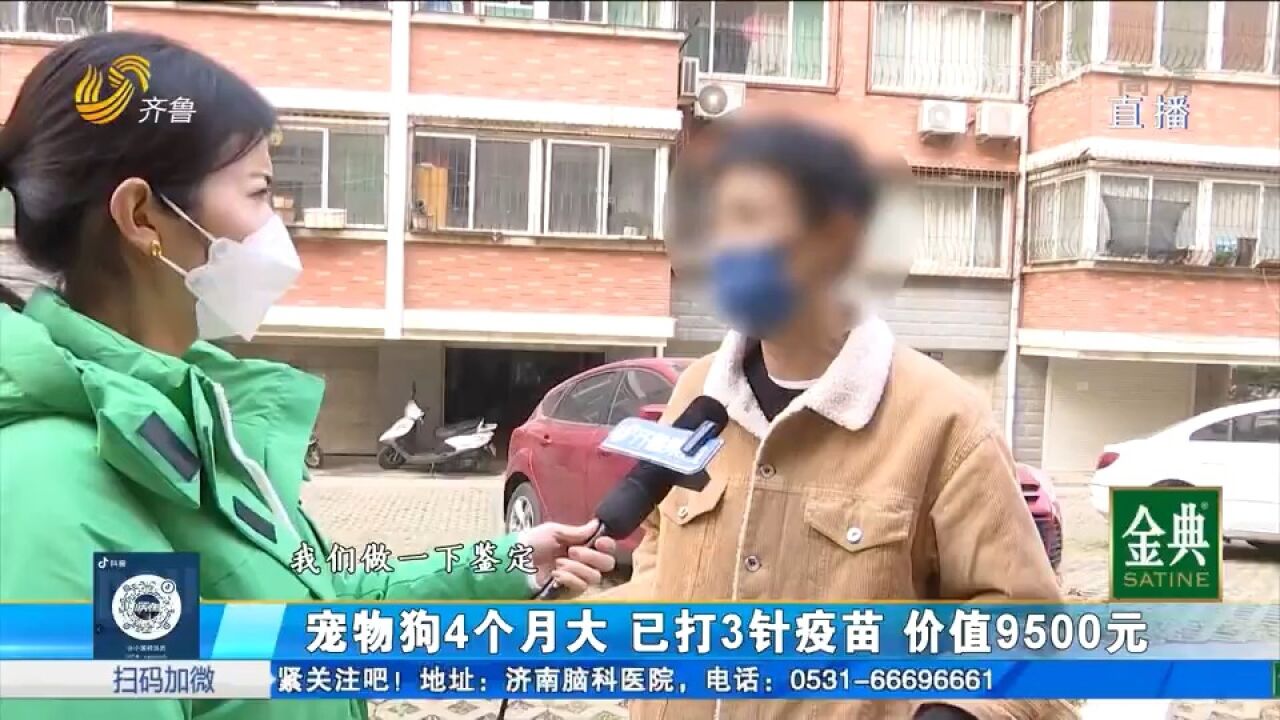 谁来赔偿?宠物狗托运途中意外死亡,托运老板却称死亡概不负责