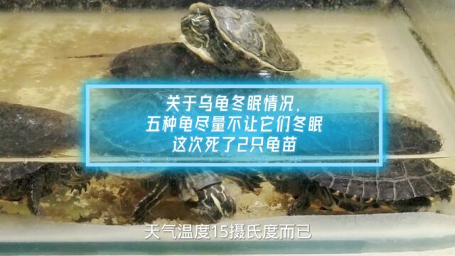 关于乌龟冬眠情况,五种龟尽量不让它们冬眠,这次死了2只龟苗