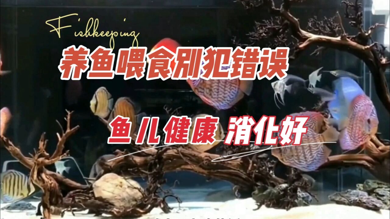 养鱼新手要避免投喂不当,这些反面教材:养鱼笔记第4季46集