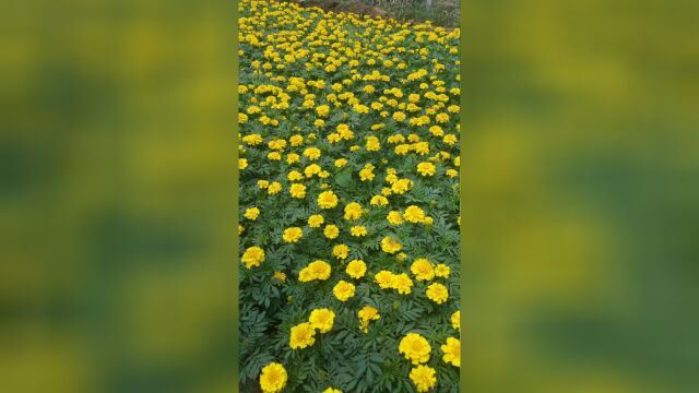 花海花田种子、道路景观种子、休闲山庄美化种子等