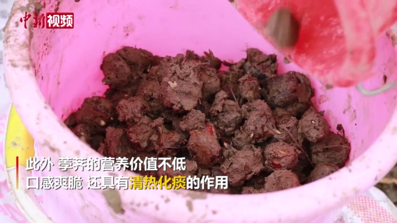 浙江东阳迎“地下雪梨”荸荠采收最佳时节