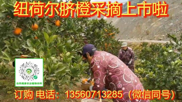 湖北宜昌纽荷尔脐橙采摘上市啦