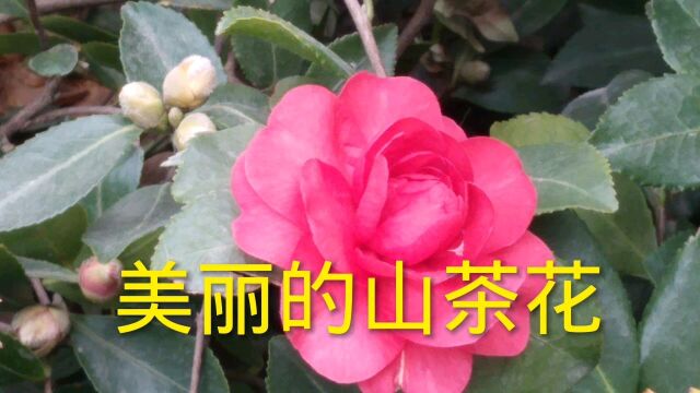 在这寒冷的季节,公园里的山茶花开了,真漂亮