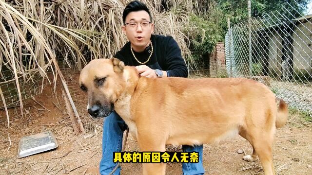 高狼犬肚子一天比一天大,小犬面临全军覆没,看看发生什么