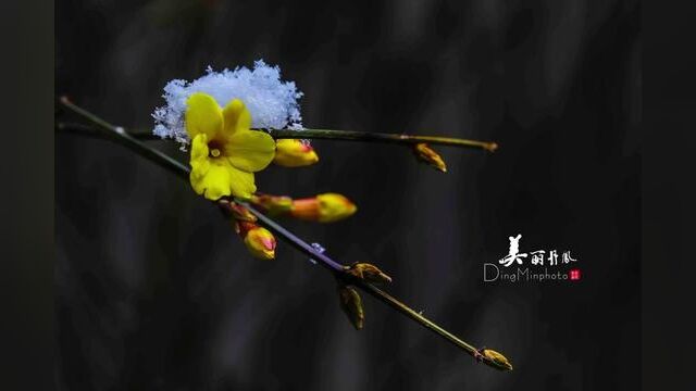 ——风雨送春归,飞雪迎春到.