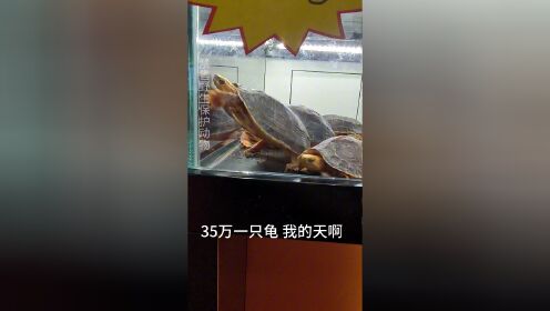 顺德陈村名龟展，50万一只闭壳龟，你觉得还有投资价值吗？