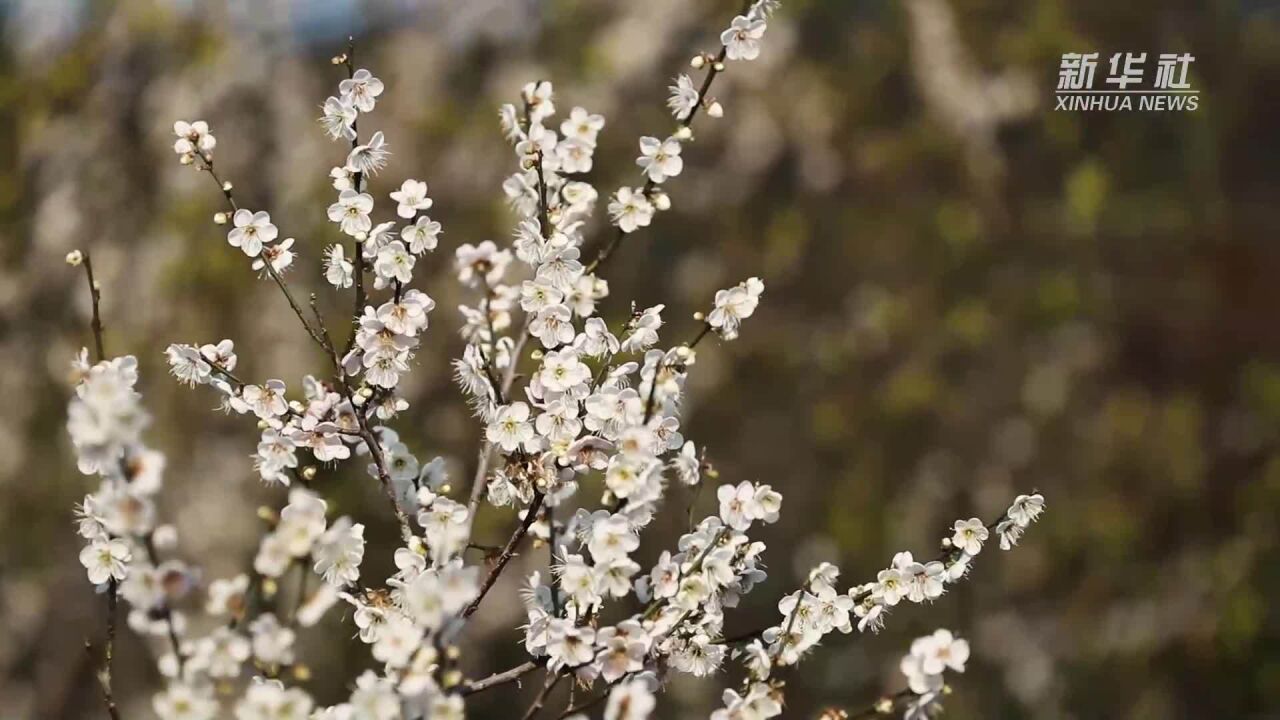 福州永泰:梅花飘香迎客来