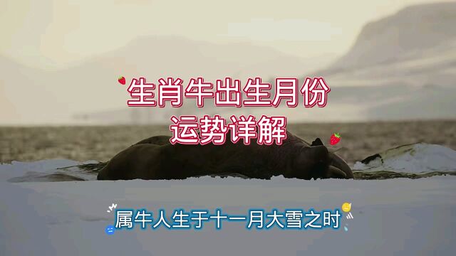 生肖牛出生月份运势详解